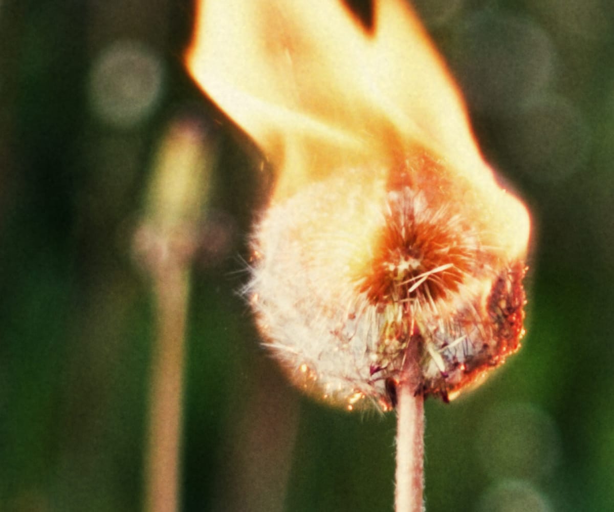 Get Rid of Weeds with Torched AllNatural Weed Killer Southland Organics